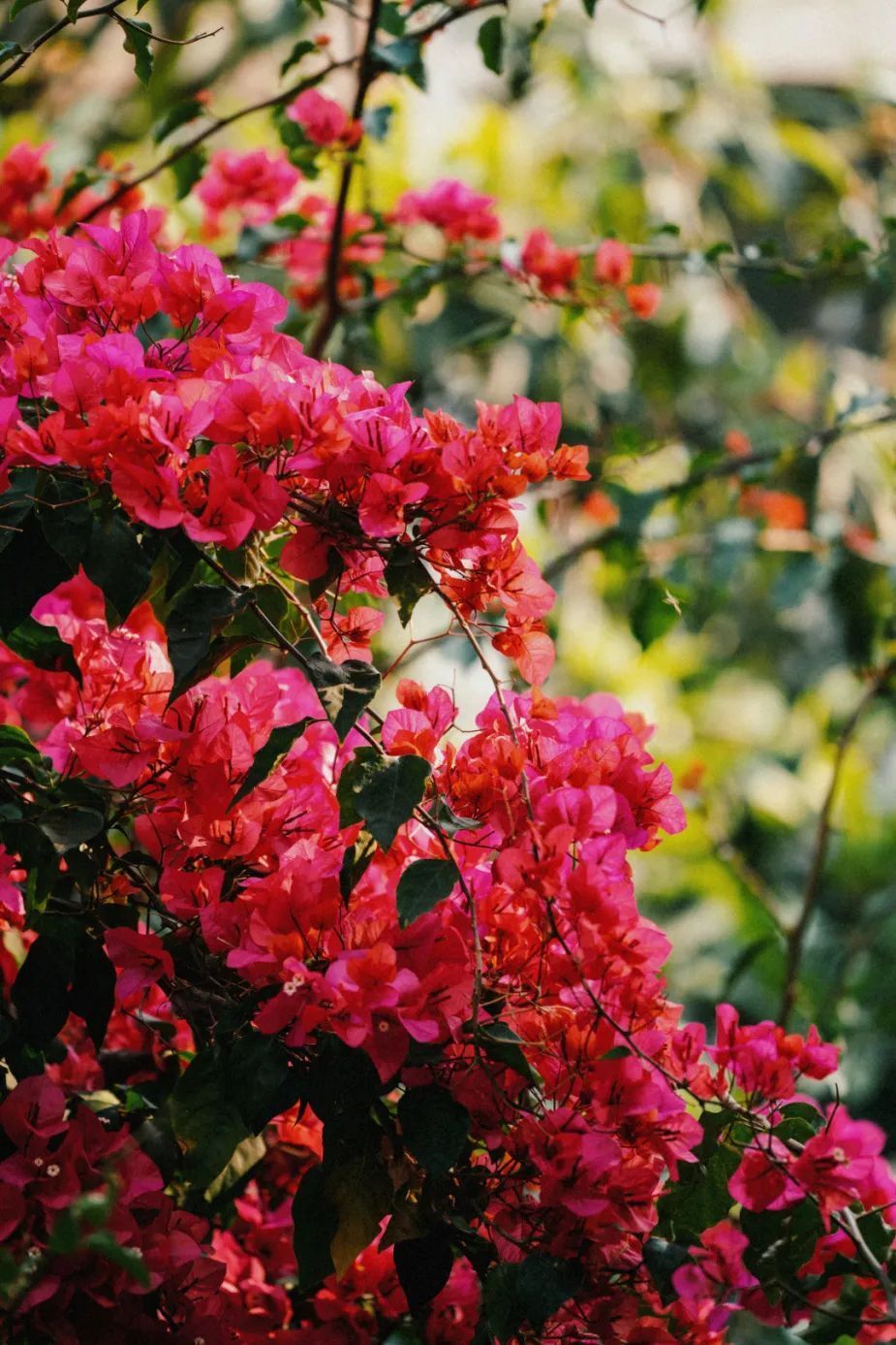 蒙自"刷爆"朋友圈的三角梅打卡攻略来咯