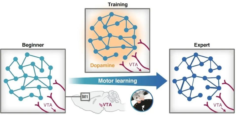 心电图机器怎么看追问weekly ｜ 过去一周，脑科学领域有哪些新发现？_https://www.jmylbn.com_新闻资讯_第6张
