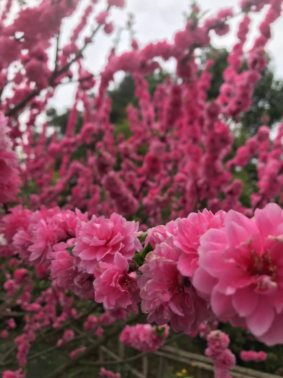 昔日荒地变身晴岭熏香四川安岳这个村成新晋打卡地丨走花路