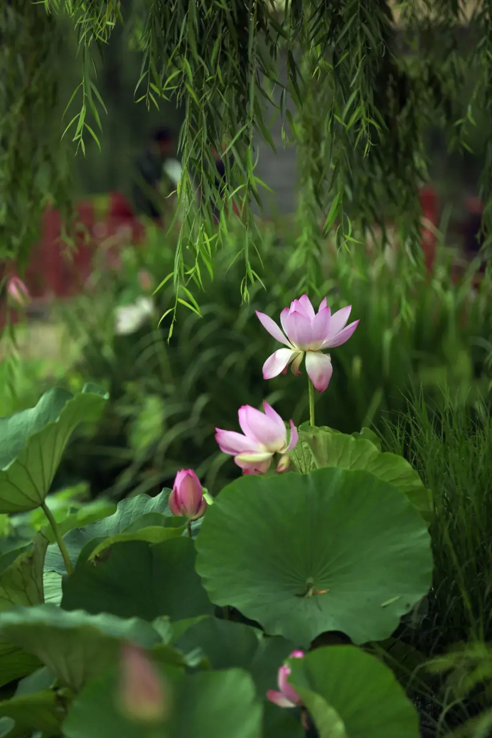 夏日限定!日照最美荷花观赏指南来啦!