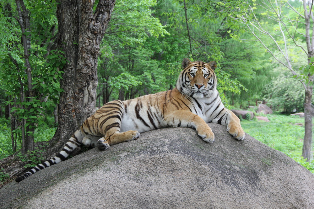 世界爱虎日|一起爱老虎哟