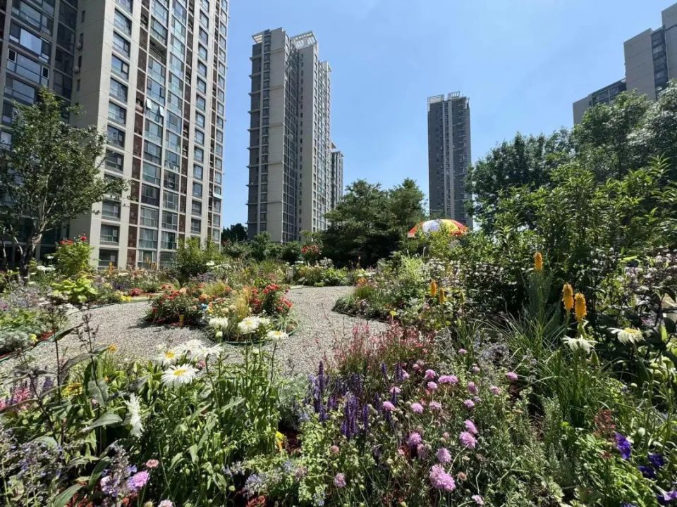 通运街道紫荆雅园社区微花园/记者拍摄义务植树进社区活动同步在东城