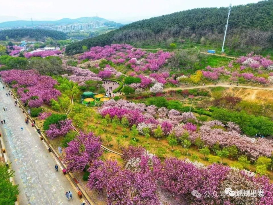 大连樱花观赏地,接下来就去这10个地方赏花