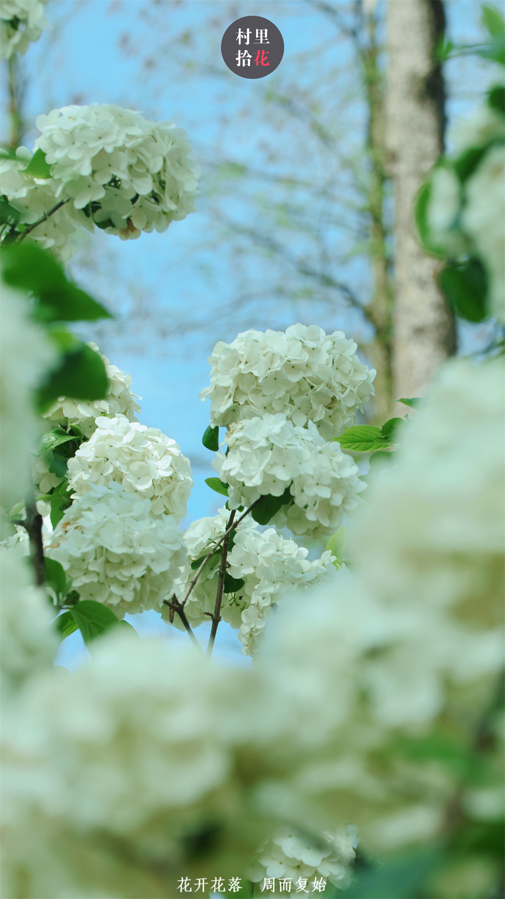 中华木绣球对了,由于花型相似,看起来都是一团又一团的大花球,所以
