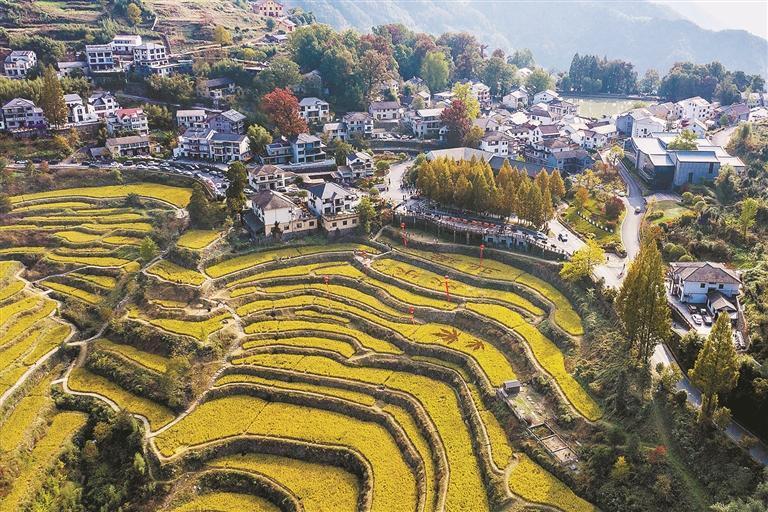 临安指南村开启红叶节,杭州出发详细公交指南来了