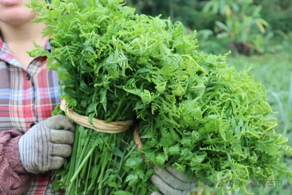 从山野到菜地,水蕨菜成为轩岗乡丙茂村的"致富菜"