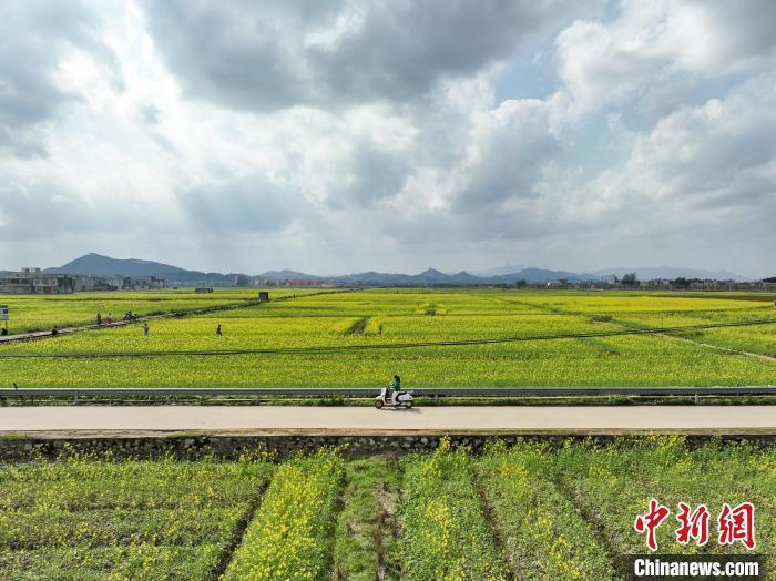 宾阳油菜花图片