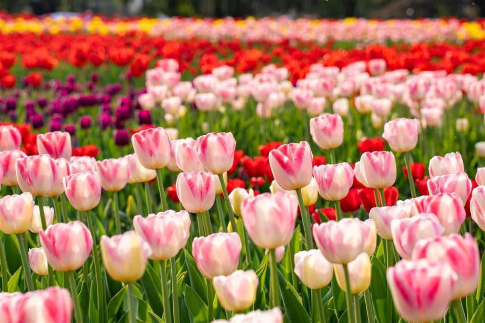 武汉植物园60万株郁金香等春花陪你玩转春天