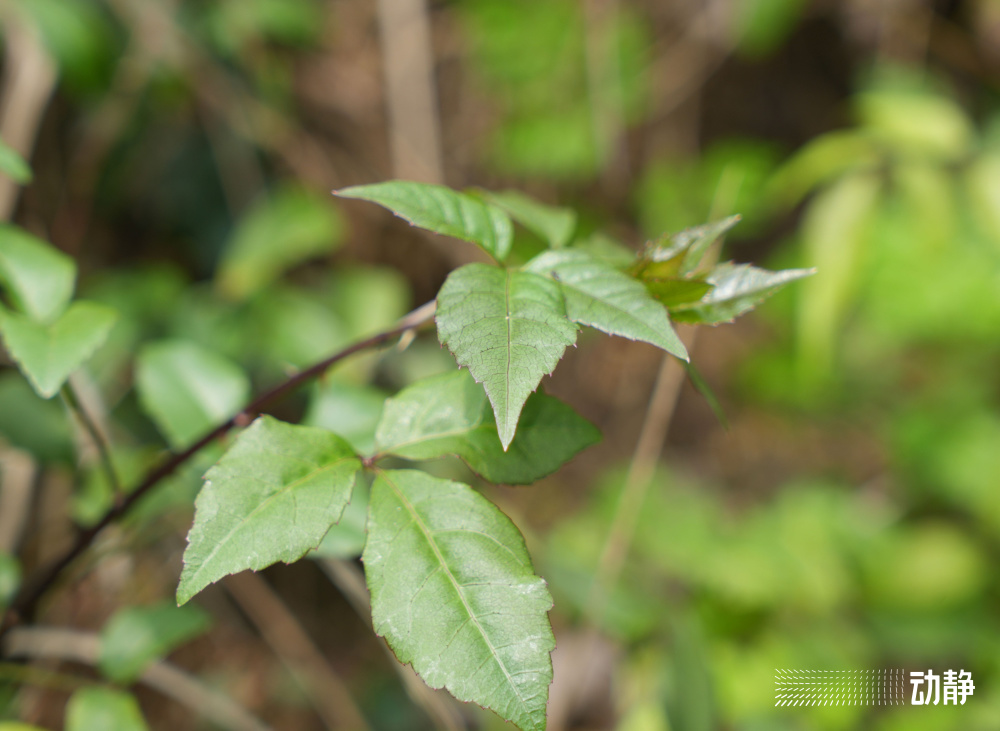 贵州南部有些地方的群众,喜欢在菜地边上栽种白簕来作为绿蓠,既可以