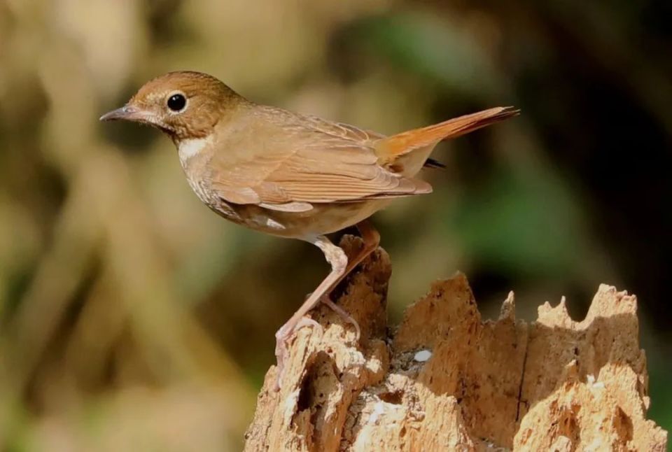 谷雨| 夏日里的社牛:听得懂粤语,英语和鸟语_腾讯新闻