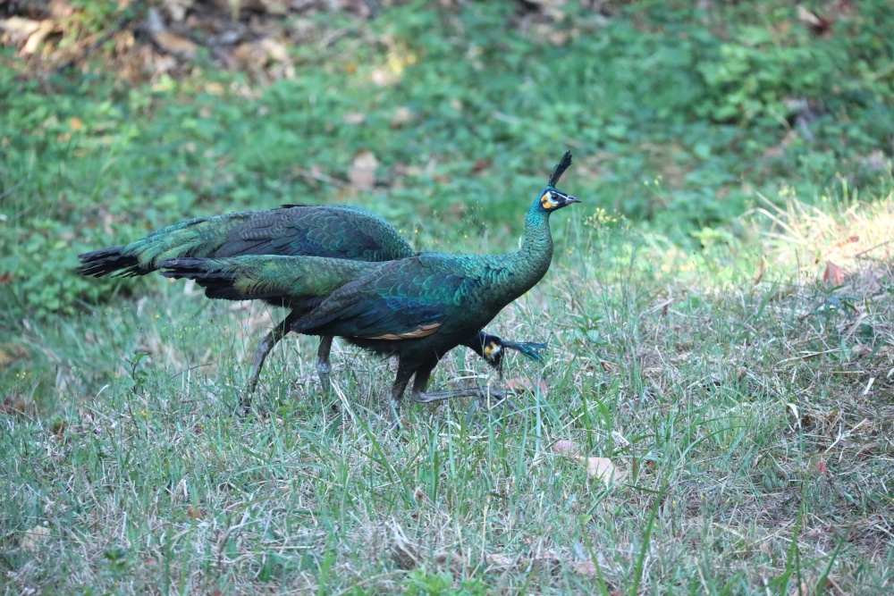 云南镇康绿孔雀种群数量稳步增长