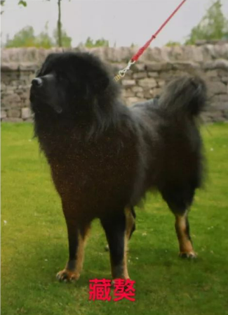 看图！北京城六区禁养这些烈犬、大型犬，养狗要注意这10个问题_腾讯新闻