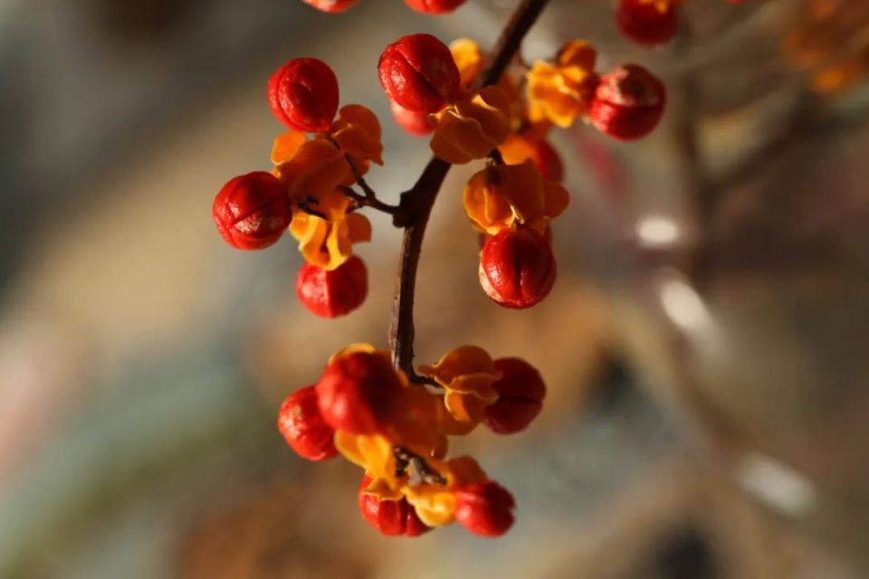 长白山植物千"种"风情~南蛇藤