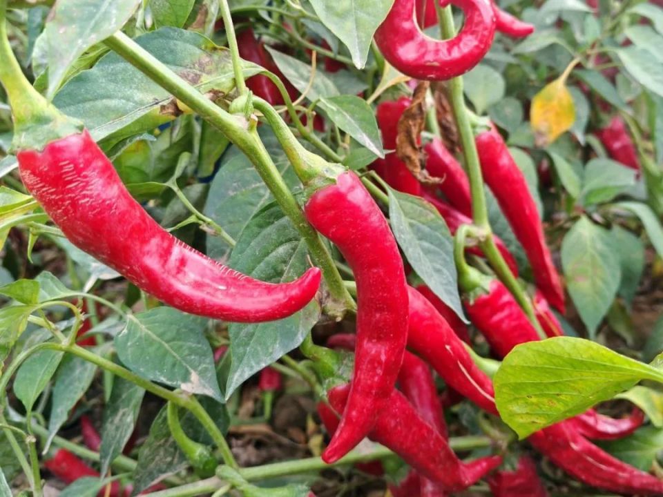 民勤县昌宁镇火红辣椒迎丰收