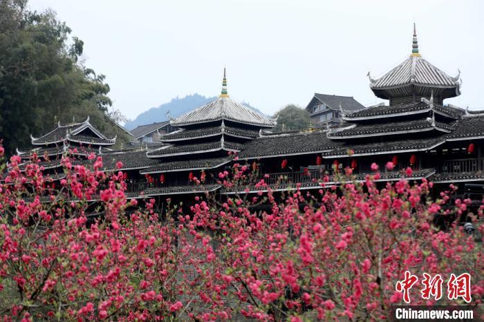 广西三江侗寨花开引客来