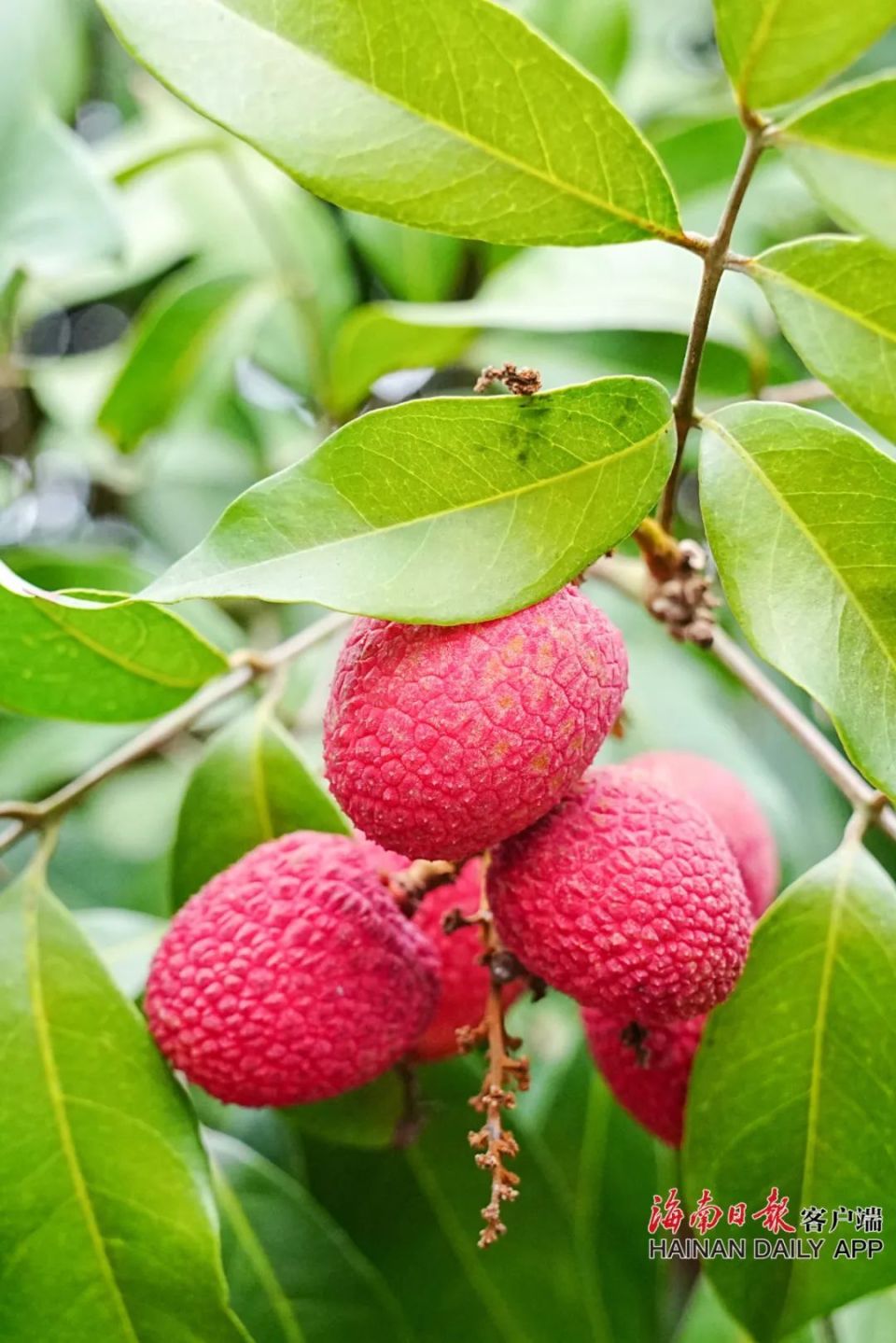 "陵水地处北纬18度,是中国最早成熟的荔枝产区之一.