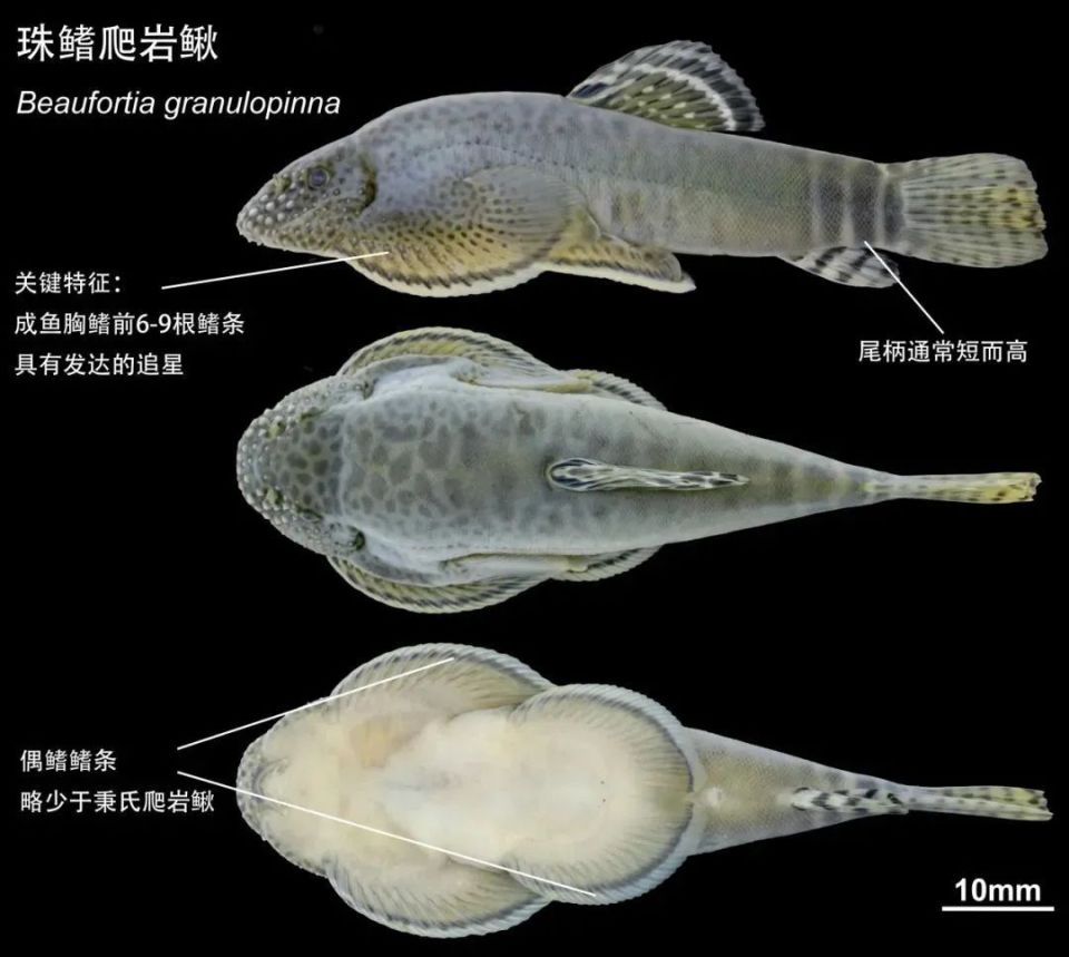 稀有鱼类新物种!系中国特有鱼类
