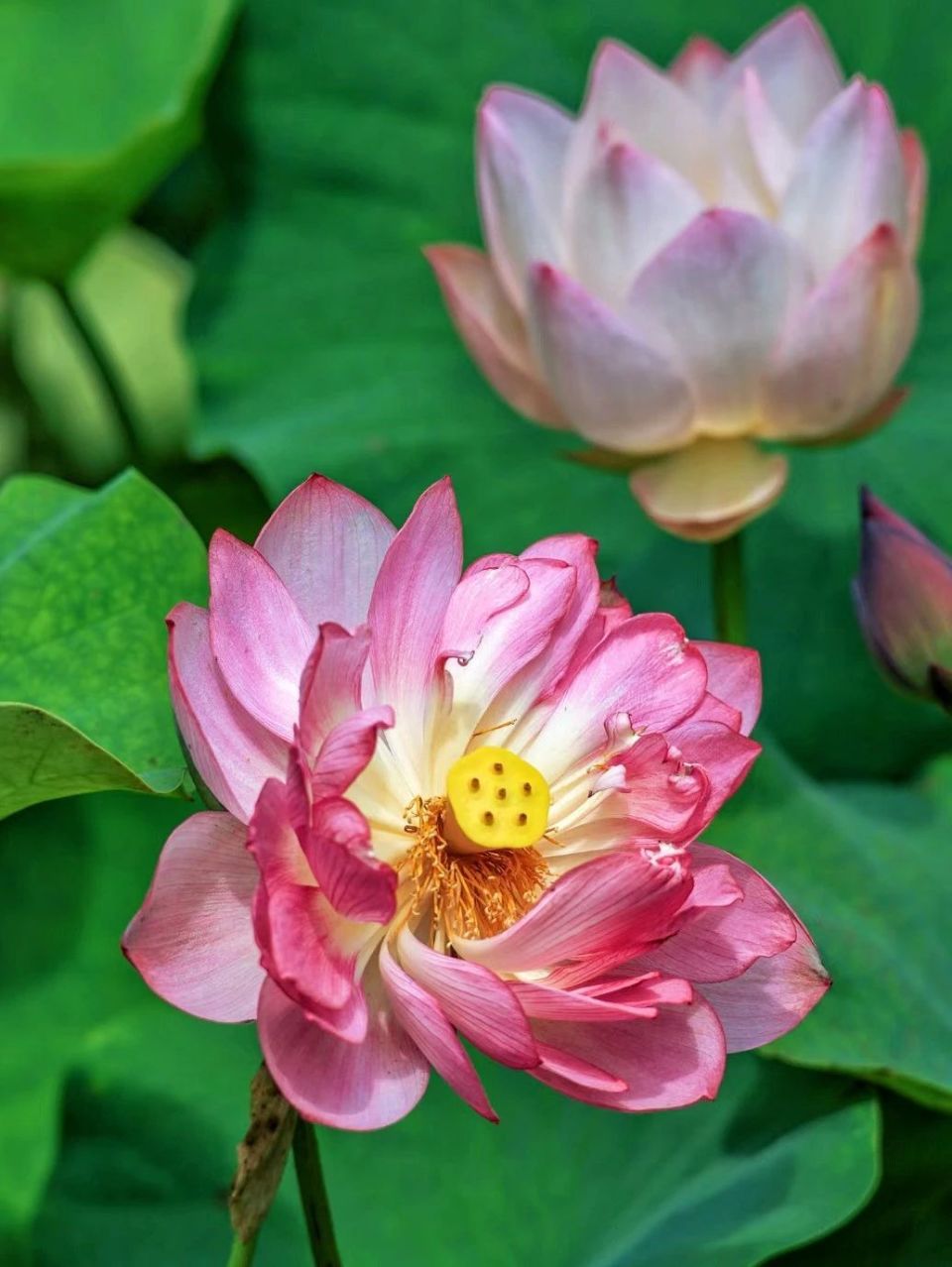 这个夏天,"荷"你相遇,六处绝美打卡地,小众,国风应有尽有!