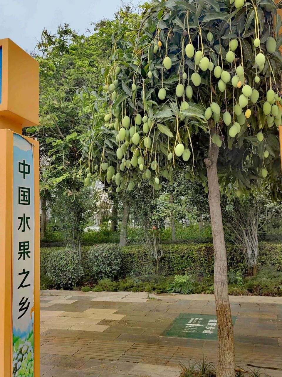 6月下旬以来,县城道路绿化带上的芒果陆续成熟,部分市民等不得完全