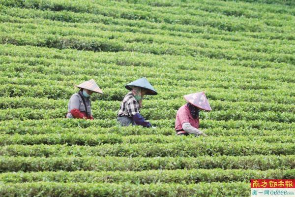 2022年初,清远将英德红茶纳入五大百亿农业产业进行打造,力争三年内