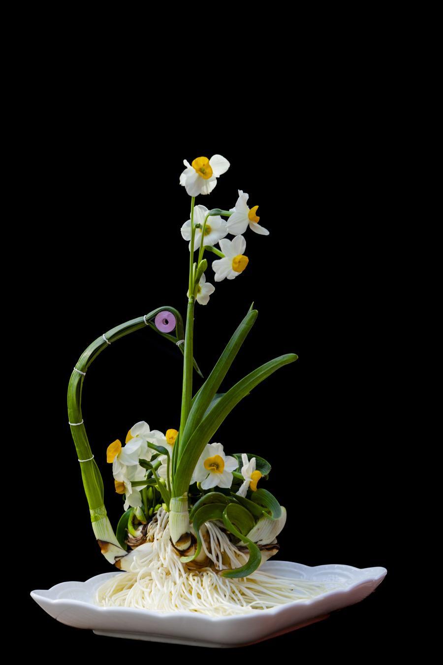 2025新春市民水仙花展明天开幕