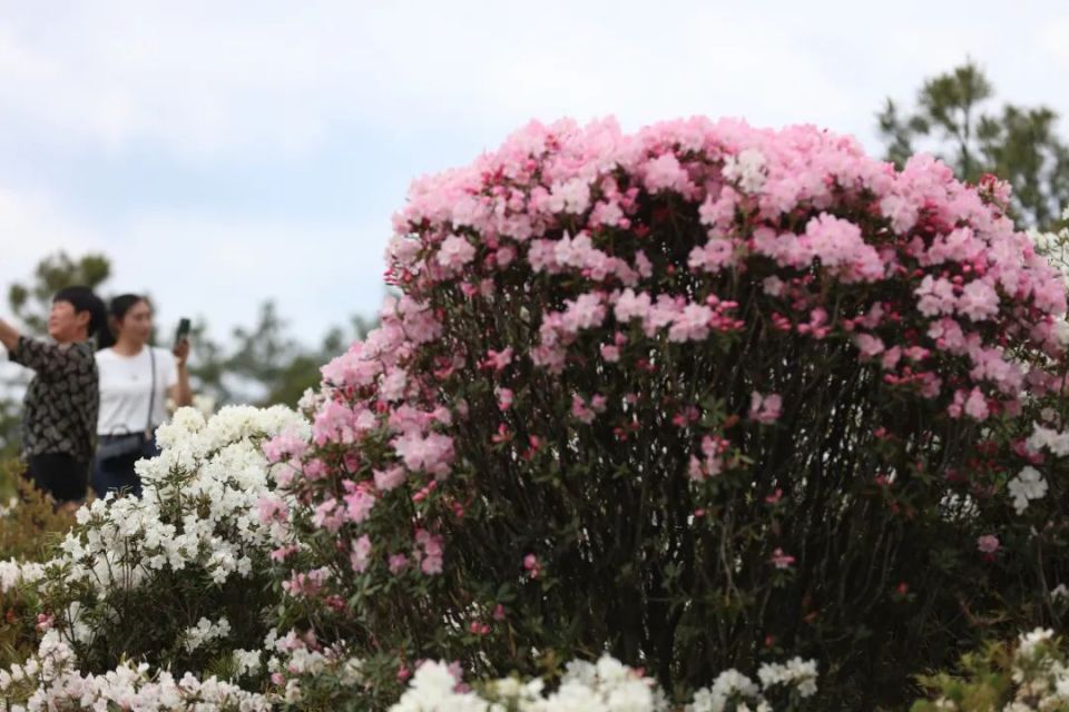 宝山镇戛立村:漫山杜鹃花绽放好"钱景"
