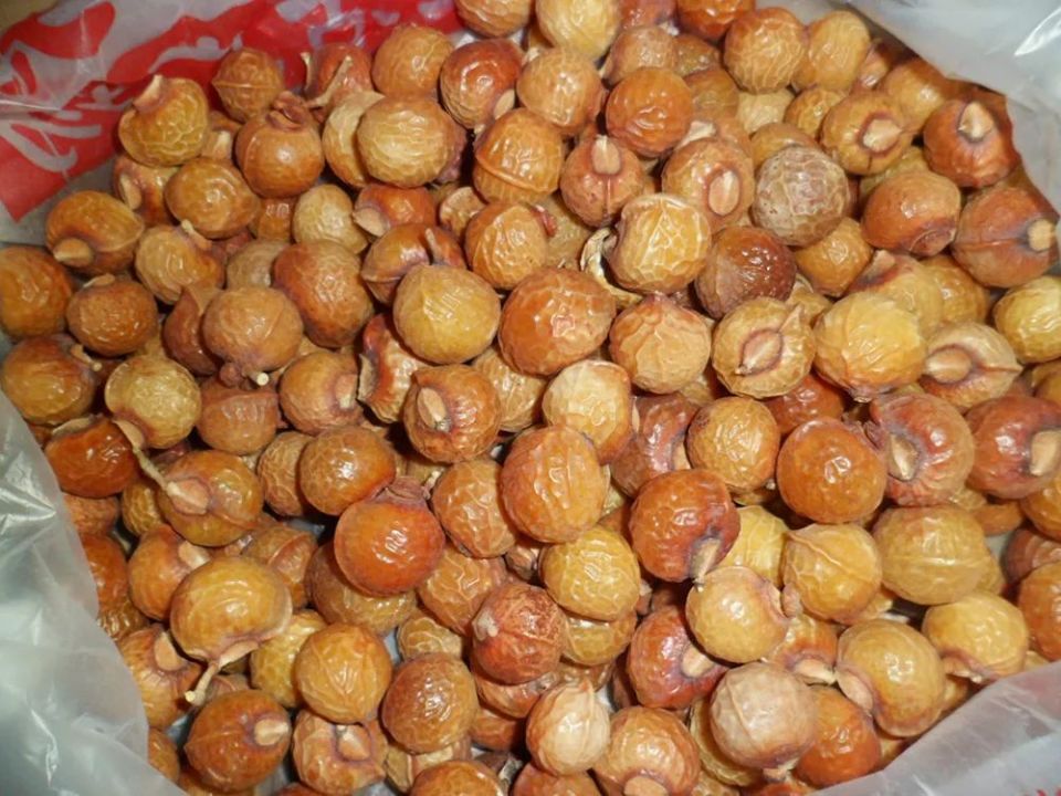 这野果叫"假龙眼",放温水里搓一搓就能当洗洁剂,可惜常烂一地没人要