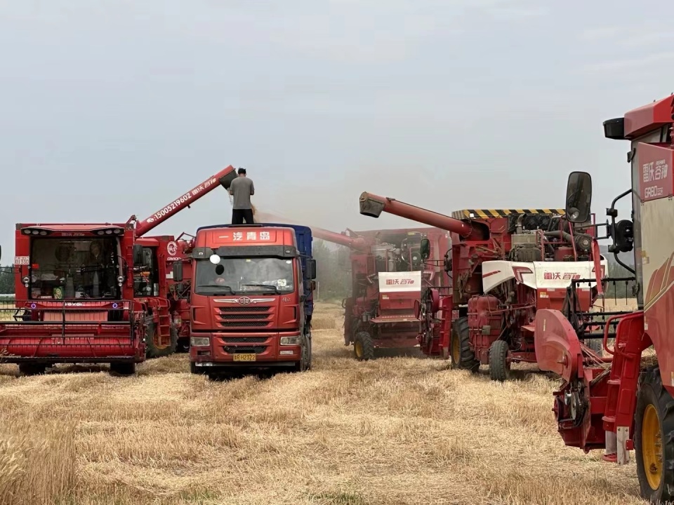 淮北市杜集区段园镇:毛场村800余亩小麦颗粒归仓