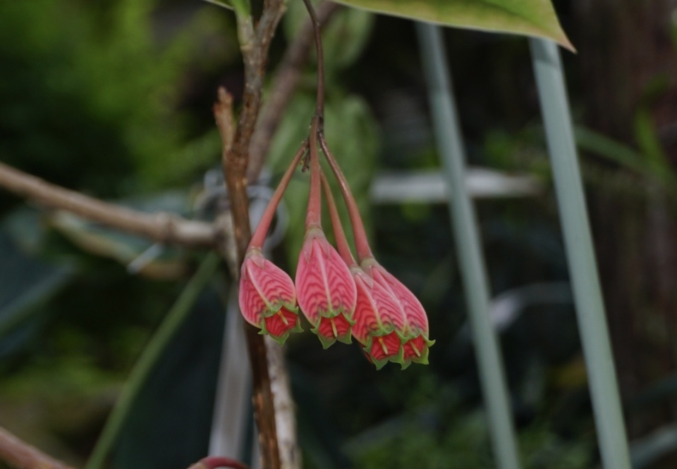 植物園裡的