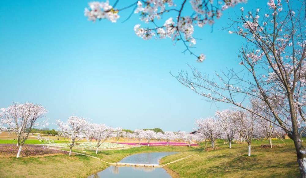 句容市白兔镇樱花盛放如云似霞_腾讯新闻