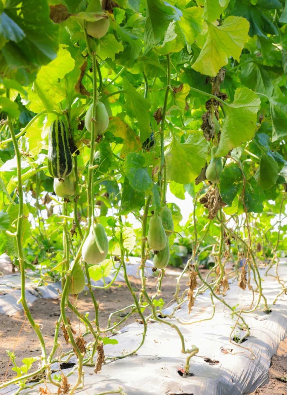 新源县引种博洋蜜"高甜"来袭 新鲜上市