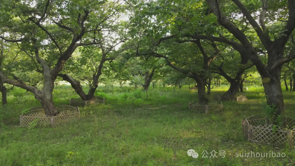 百年以上板栗树400多株 随县淮河镇有片“神奇”的古板栗园_腾讯新闻
