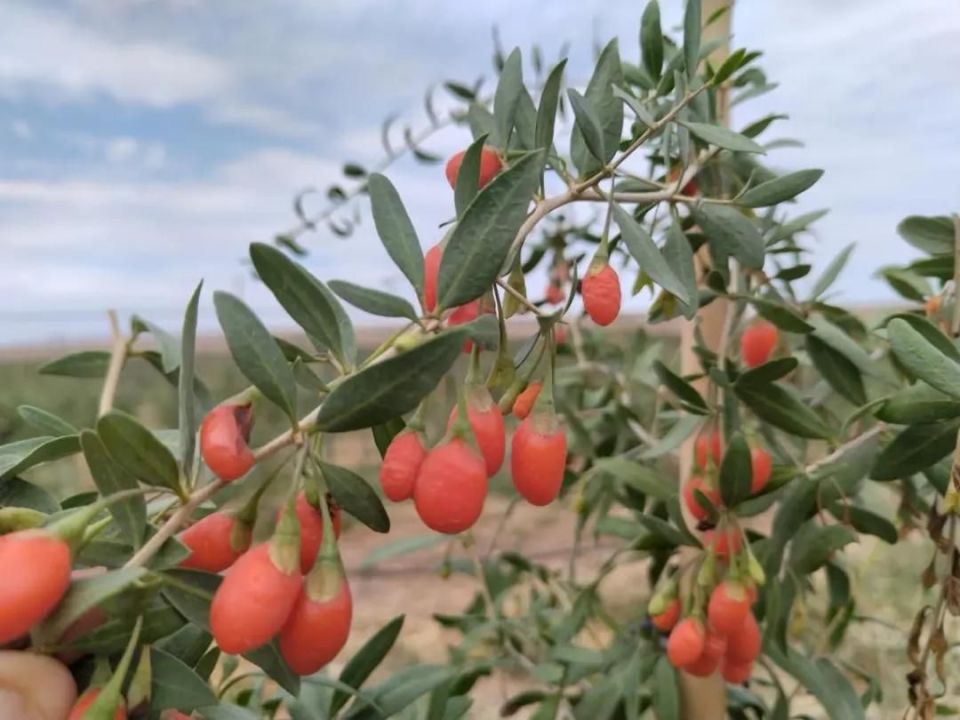 《救荒本草》药食两用植物之——枸杞叶、马齿苋_腾讯新闻
