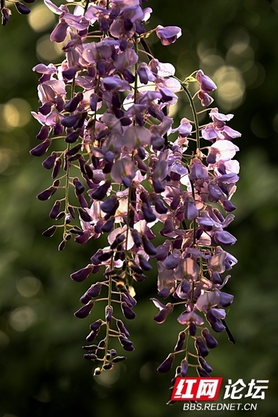 光影映衬花开如瀑,抬头与浪漫紫碰了个满怀_腾讯新闻