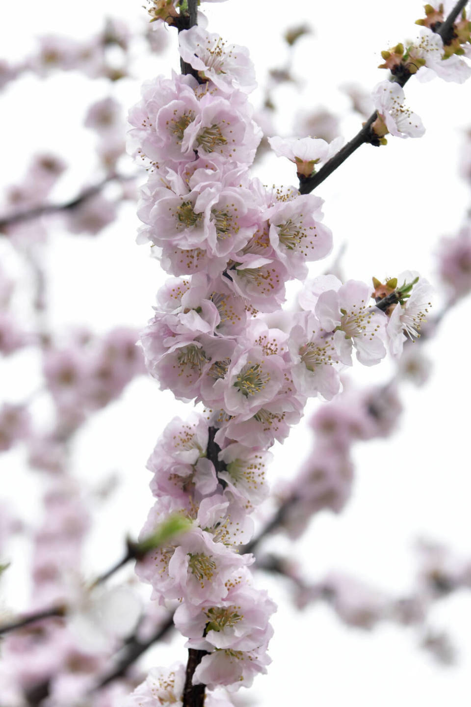 960_1440竖版 竖屏