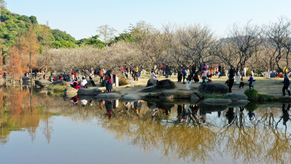第十四届萝岗香雪文化旅游节1月3日开幕
