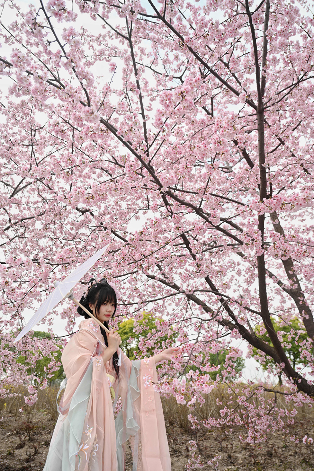 顾村公园早樱处于最佳观赏期,上海樱花节3月15日开幕_腾讯新闻