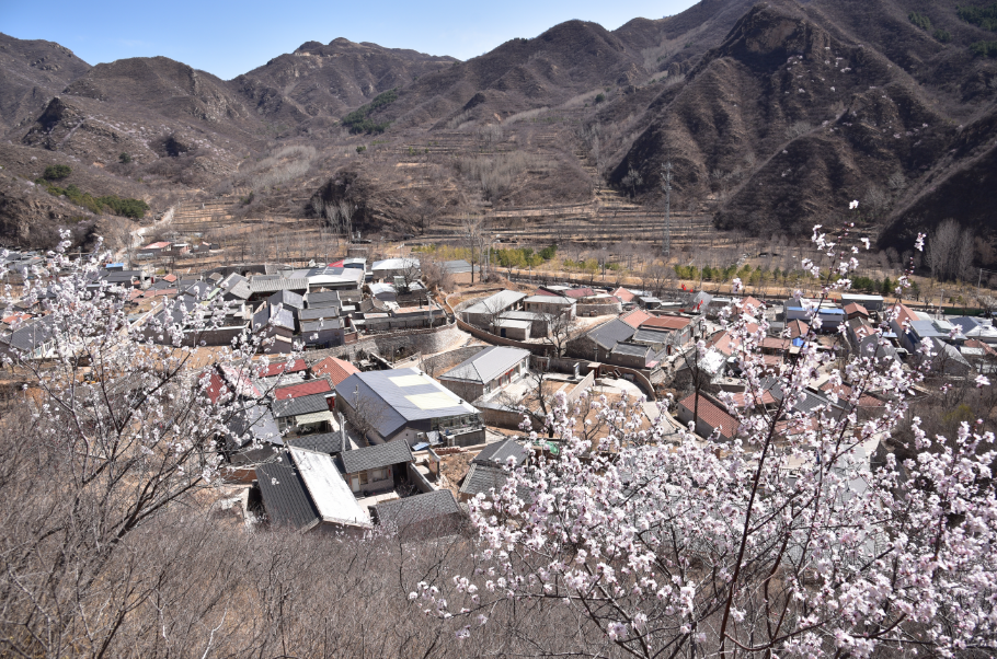 昌平这座小村庄,一到春季就成了人间仙境