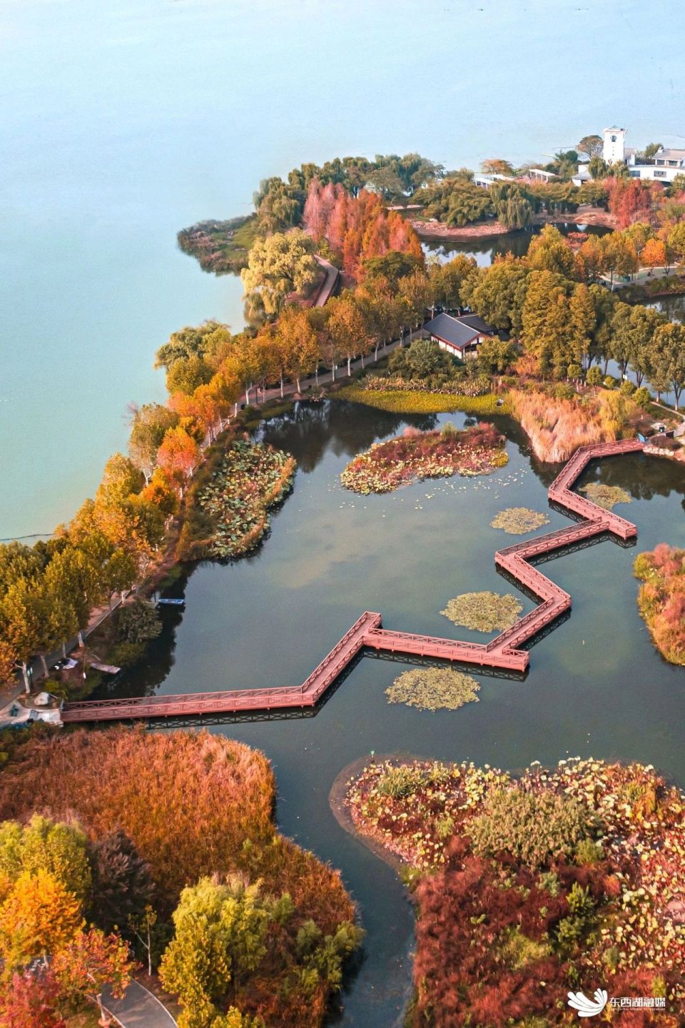 东西湖这里水杉红了第二弹