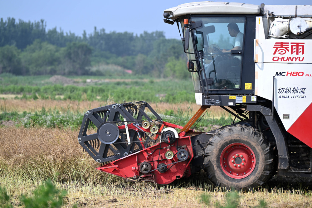 新华社记者 李然 摄5月29日,联合收割机在油菜田里收割菜籽.