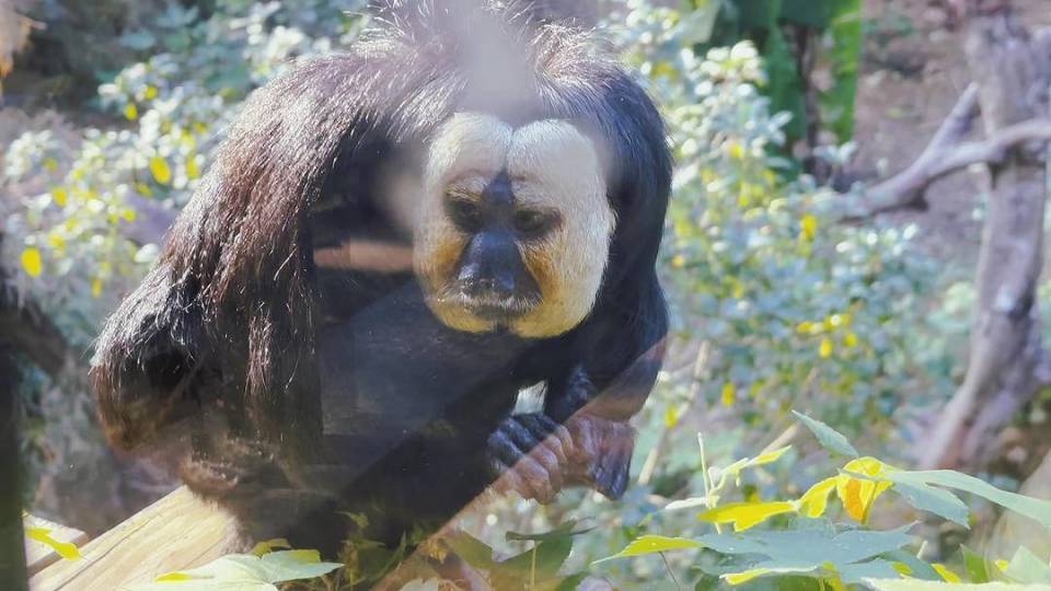 "杜杜"的饲养员陈媛媛告诉记者,养生达人"杜杜"每天早睡早起,一般太阳