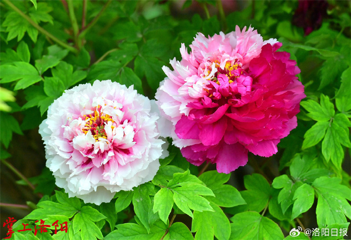 主要有:彩虹,金阁,名望,金波,香妃,柠檬梦……红色系牡丹红色系牡丹