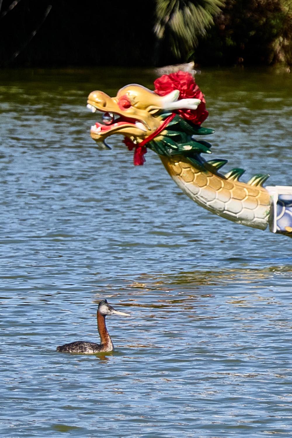 阿根廷:周末赛龙舟