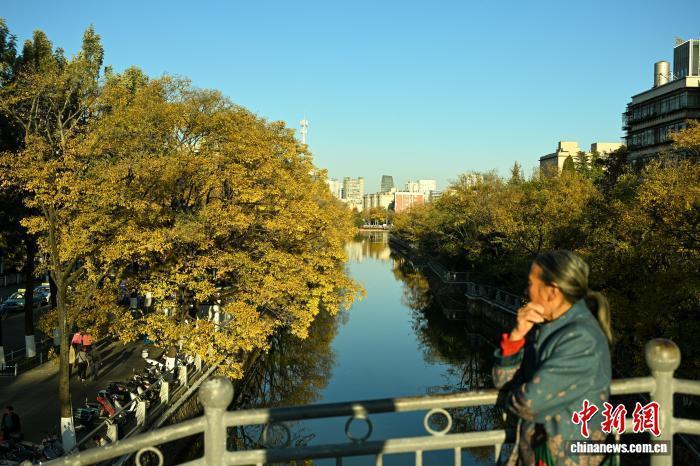 昆明大观河畔滇朴鎏金绘就冬日惬意图景_腾讯新闻
