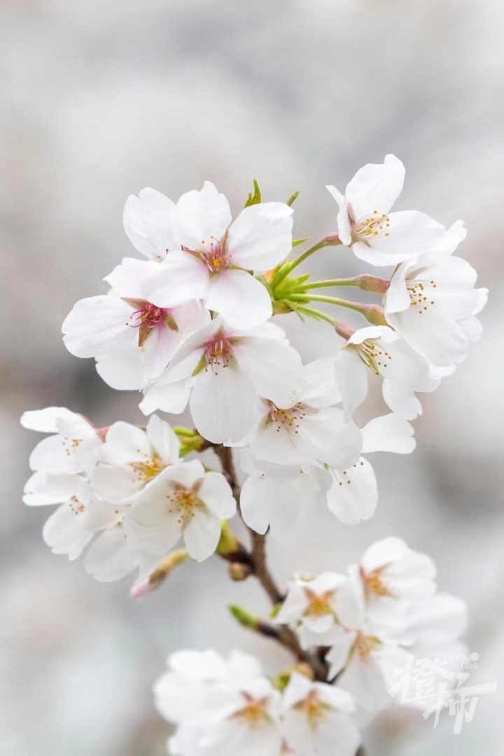 樱花和樱桃花图片