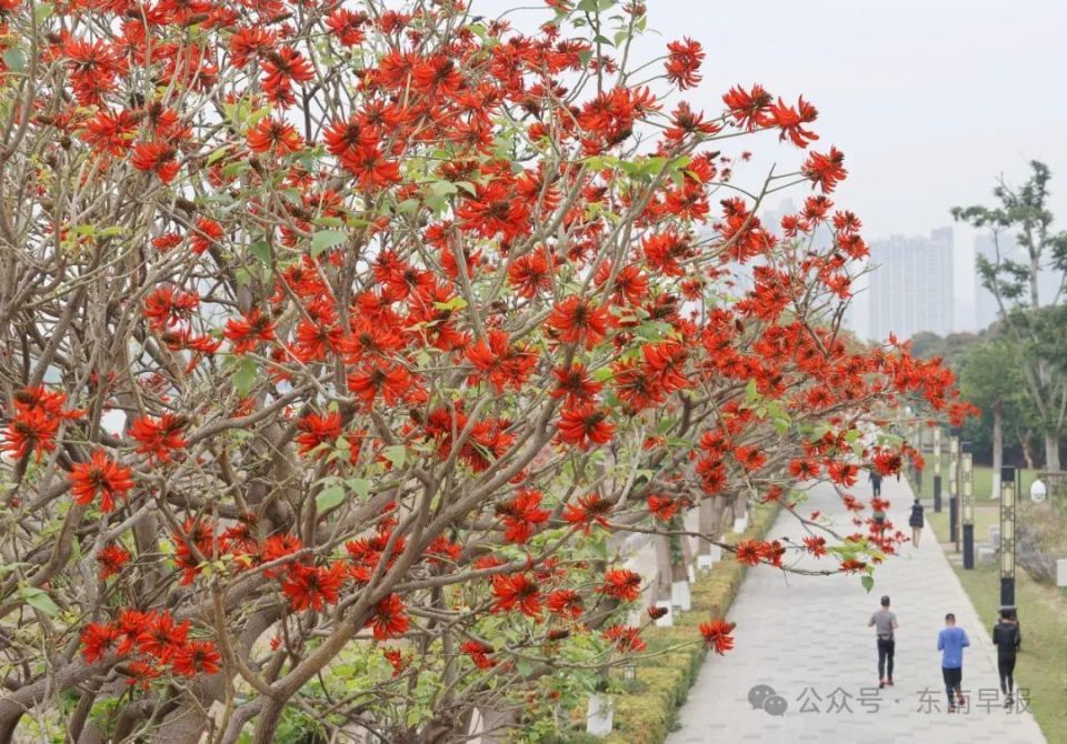 泉州市花刺桐花图片