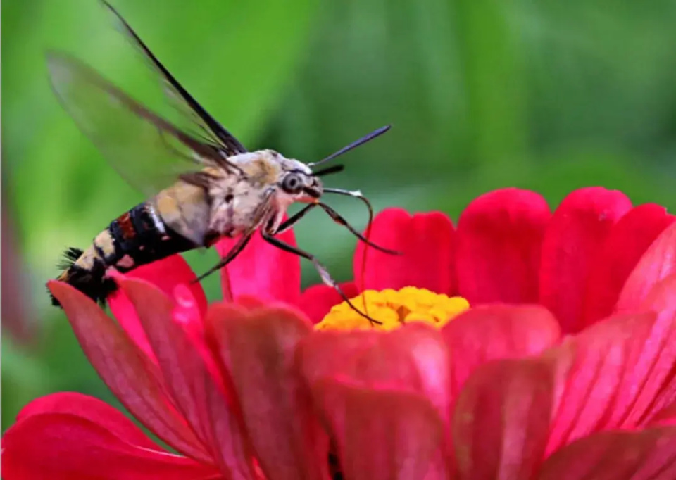 云南省普洱市孟连县现罕见蜂鸟鹰蛾盘旋花间 形体像鸟像蜂像蝶又像蛾