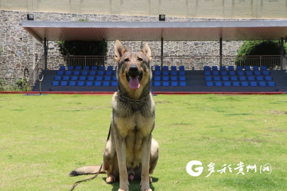 观山湖公安首批退役警犬开放领养