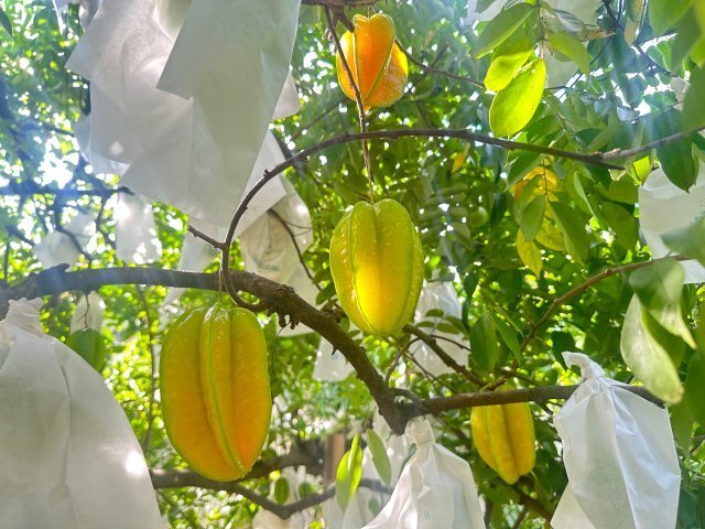 玉溪元江150余亩杨桃丰收啦