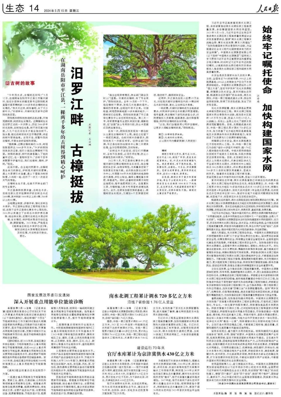 人民日报看岳阳丨汨罗江畔 古樟挺拔(古树的故事)